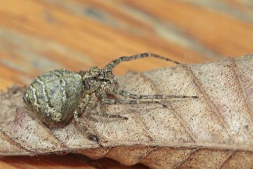Tmarus sp.